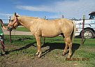 Captain - Stallion in Fullerton, ND Captain - Stallion in Fullerton, ND