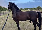 Dante Fan Anema - Stallion in Georgetown, TX Dante Fan Anema - Stallion in Georgetown, TX