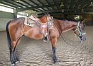 Quarter Horse - Horse for Sale in London, OH 43140 