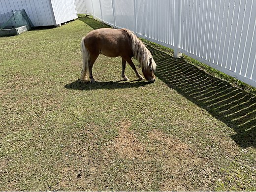 Loving Miniature Horse