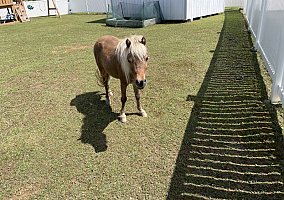 Miniature Horse (Miniature Horse, Gelding) in Pickerington, OH