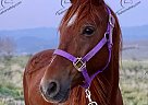 Froggie - Gelding in Spanish Fork, CO Froggie - Gelding in Spanish Fork, CO