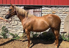 Palomino Broodmare Holly