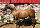 Quarter Horse Mare for Sale in Henry, Illinois Quarter Horse Mare for Sale in Henry, Illinois