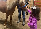 gary marsh - Gelding in Greenfield, IN gary marsh - Gelding in Greenfield, IN