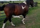 - Gelding in Mahomet, IL - Gelding in Mahomet, IL