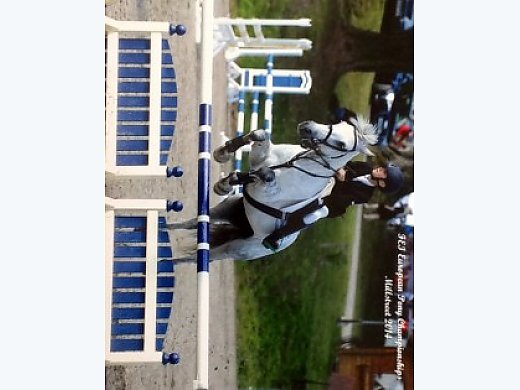 Pure Bred Connemara Jumping Pony