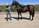 Other - Horse for Sale in , CA 93637
