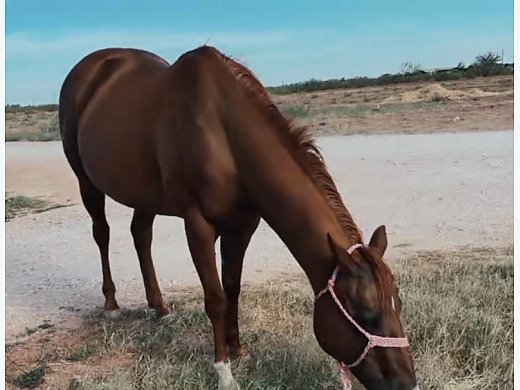 Selling my 2007 Paint Mare