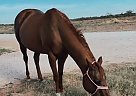 Paint - Horse for Sale in Andrews, TX 79714
