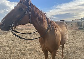 Paint (Paint, Mare) in Andrews, TX