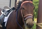 Mule - Horse for Sale in Fallston, MD 21047