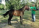Stallion for Sale Paso Fino Stallion
