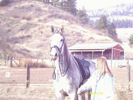 Thoroughbred Mare