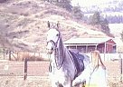 Thoroughbred - Horse for Sale in Cashmere, WA 98815
