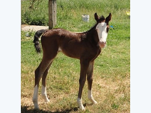 Upcoming Zippos Star