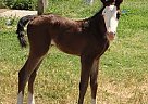 Paint - Horse for Sale in Sacramento, CA Paint - Horse for Sale in Sacramento, CA