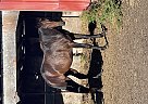 Mustang - Horse for Sale in Sturgeon county, AB T0g1y0
