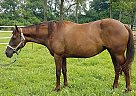 2012 16.0 AQHA Appendix Mare Chocowanda