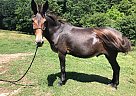 Penske - Gelding in Warm Springs, VA Penske - Gelding in Warm Springs, VA
