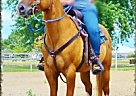 3yr old APHA Gelding For Sale!!!... Paint Gelding