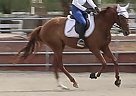 Thoroughbred - Horse for Sale in Santa Clarita, CA 91350