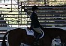 Youth All-Around Quarter Horse Quarter Horse Stallion