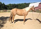 Gorgeous Palomino Gelding Quarter Horse Gelding