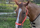 Quarter Horse - Horse for Sale in Manchester, TN 37355 Quarter Horse - Horse for Sale in Manchester, TN 37355