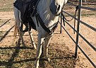 Arabian - Horse for Sale in Ulysses, KS 67880