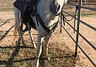 Arabian - Horse for Sale in Ulysses, KS 67880 Arabian - Horse for Sale in Ulysses, KS 67880