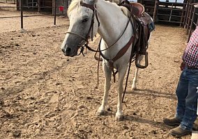 Arabian (Arabian, Mare) in Ulysses, KS