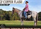 Gypsy Vanner - Horse for Sale in Sandy Hook, KY 41171