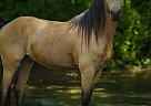 Mountain Pleasure - Horse for Sale in Jeffersonville, KY 40337