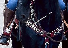 Andalusian / PRE (Andalusian / PRE, Gelding) in Alta, CA