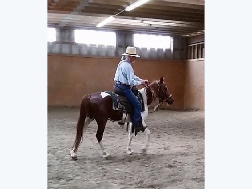 Chincoteague Pony Mare
