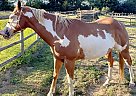 Paint - Horse for Sale in Ferndale, WA 98248-97