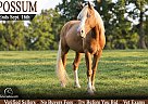 Mountain Pleasure - Horse for Sale in Jeffersonville, KY 40337