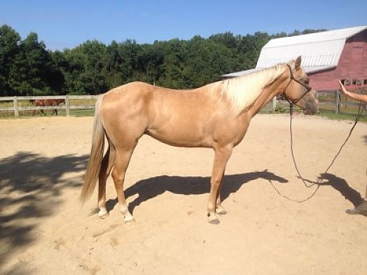 Gorgeous Palomino Gelding