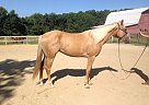 Quarter Horse - Horse for Sale in Saint Stephens Church, VA 23148
