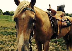 Quarter Horse (Quarter Horse, Gelding) in Saint Stephens Church, VA