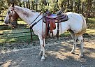 Appaloosa - Horse for Sale in Roundup, MT 59072