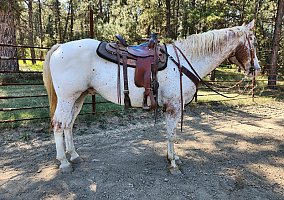 Appaloosa (Appaloosa, Gelding) in Roundup, MT