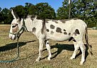 Donkey - Horse for Sale in Whitesboro, TX 76273