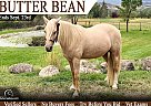 Missouri Fox Trotter - Horse for Sale in Paonia, CO 81428