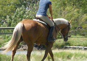 Quarter Horse (Quarter Horse, Mare) in Annapolis, MD