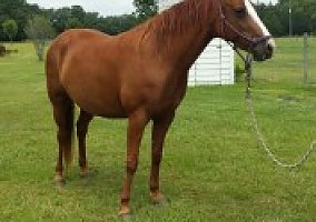 Missouri Fox Trotter (Missouri Fox Trotter, Mare) in Screven, GA