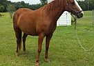 Missouri Fox Trotter - Horse for Sale in Screven, GA 31560