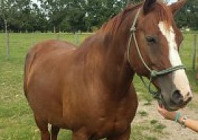 Quarter Horse (Quarter Horse, Stallion) in Screven, GA
