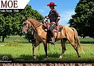 Rocky Mountain - Horse for Sale in St Croix Falls, WI 54024